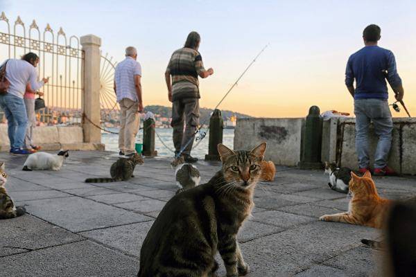 Gatti al porto di Istanbul (pixabay) cose non fare istanbul