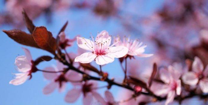 Villanova Sull'arda Piacenza Festa Dei Ciliegi In Fiore 2022
