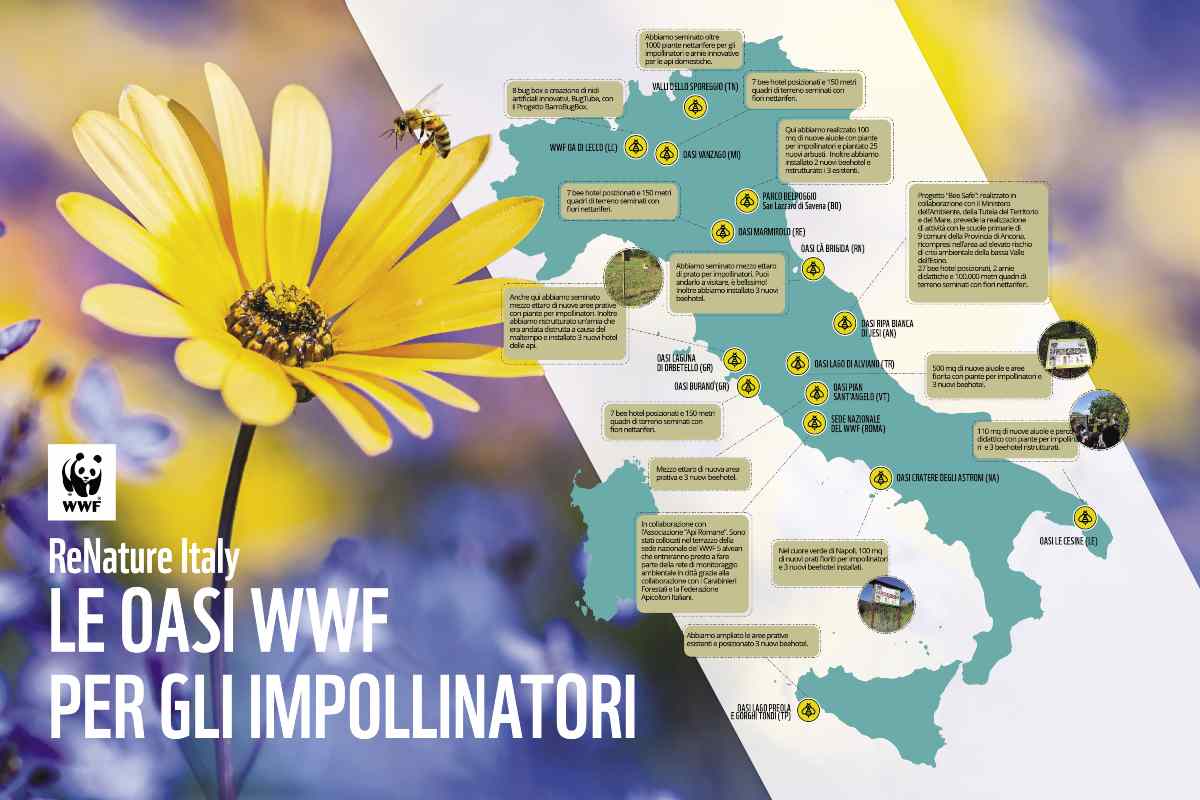 WWF L'importanza di preservare gli insetti impollinatori