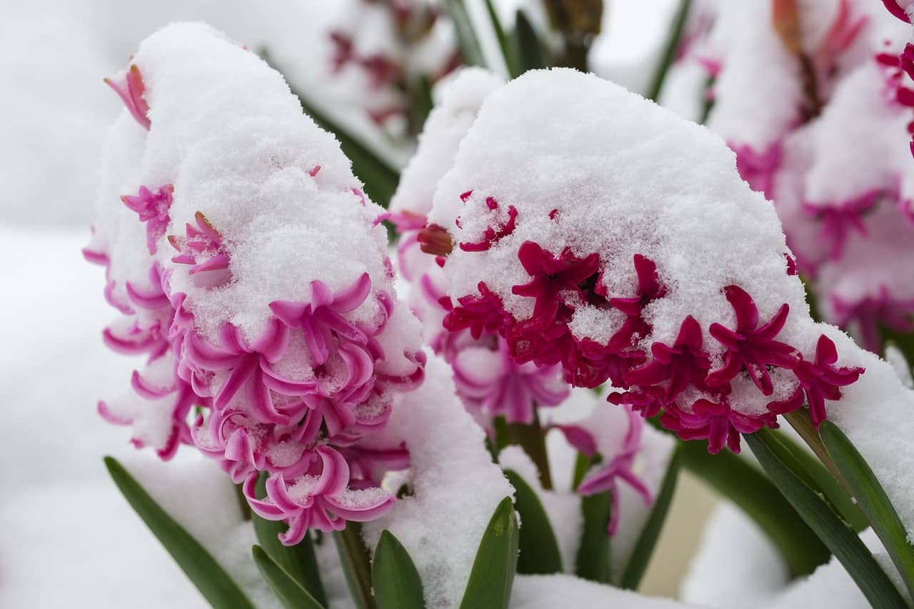 Meteo settimana dal 6 aprile: addio primavera, torna l'inverno meteo settimana 6 aprile