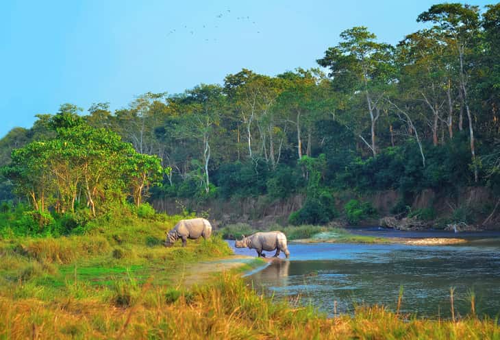 rinoceronti nel Parco di Chitwan in Nepa