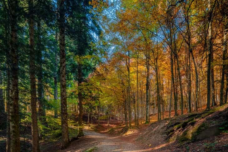 Fra le cose da vedere in Emilia Romagna: le Foreste Casentinesi Foreste Casentinesi