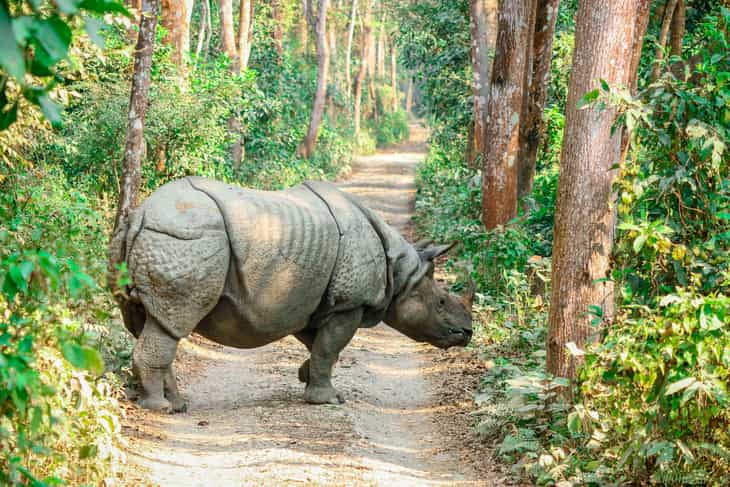 rinoceronte nel Parco di Chitwan in Nepal