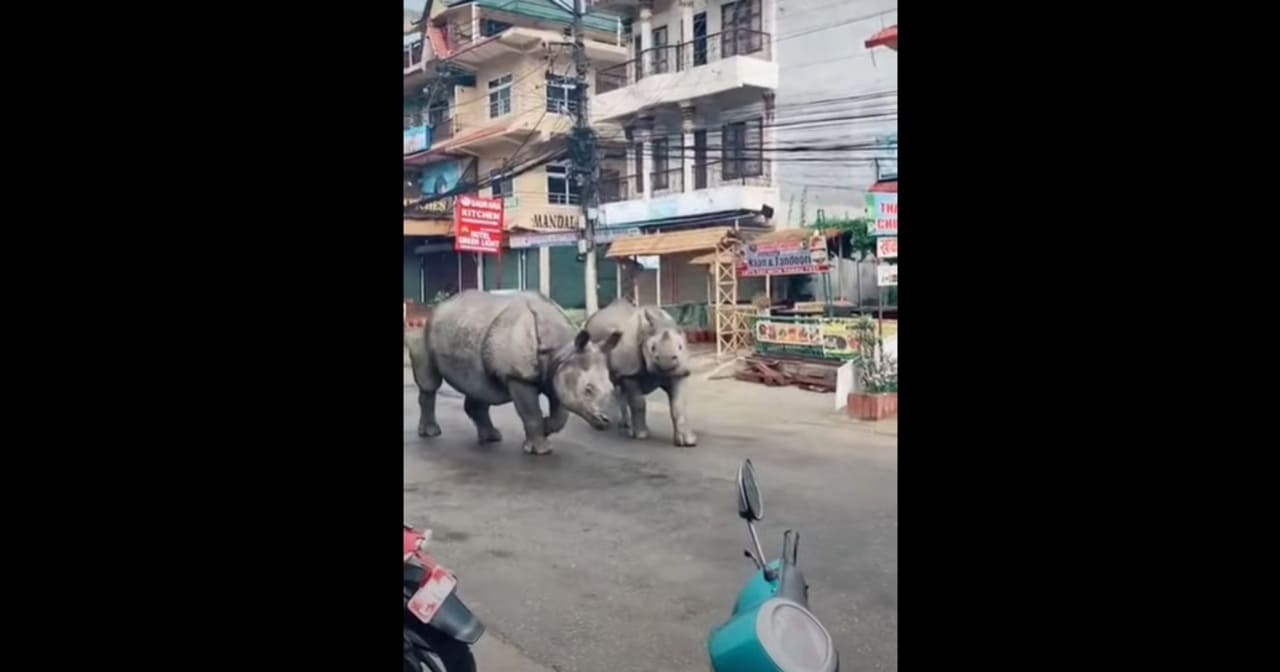 Rinoceronti per la strada in Nepal Rinoceronti
