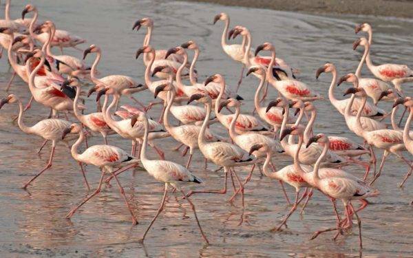 I Fenicotteri Rosa in Sardegna