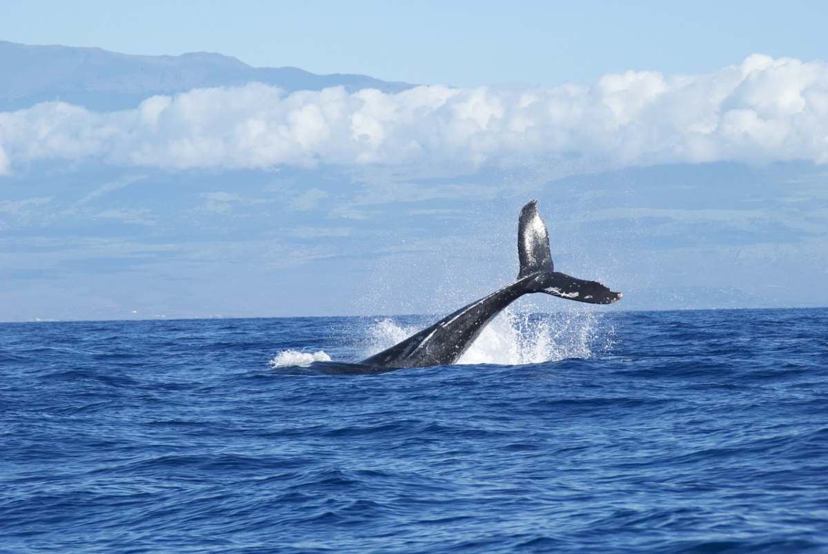 Ritrovamento milionario nel ventre di una balena