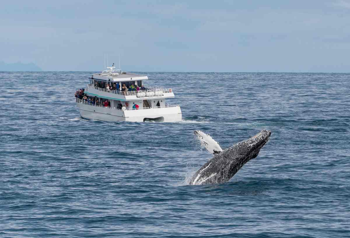 Cosa fare in caso di avvistamento cetacei mentre siete in barca