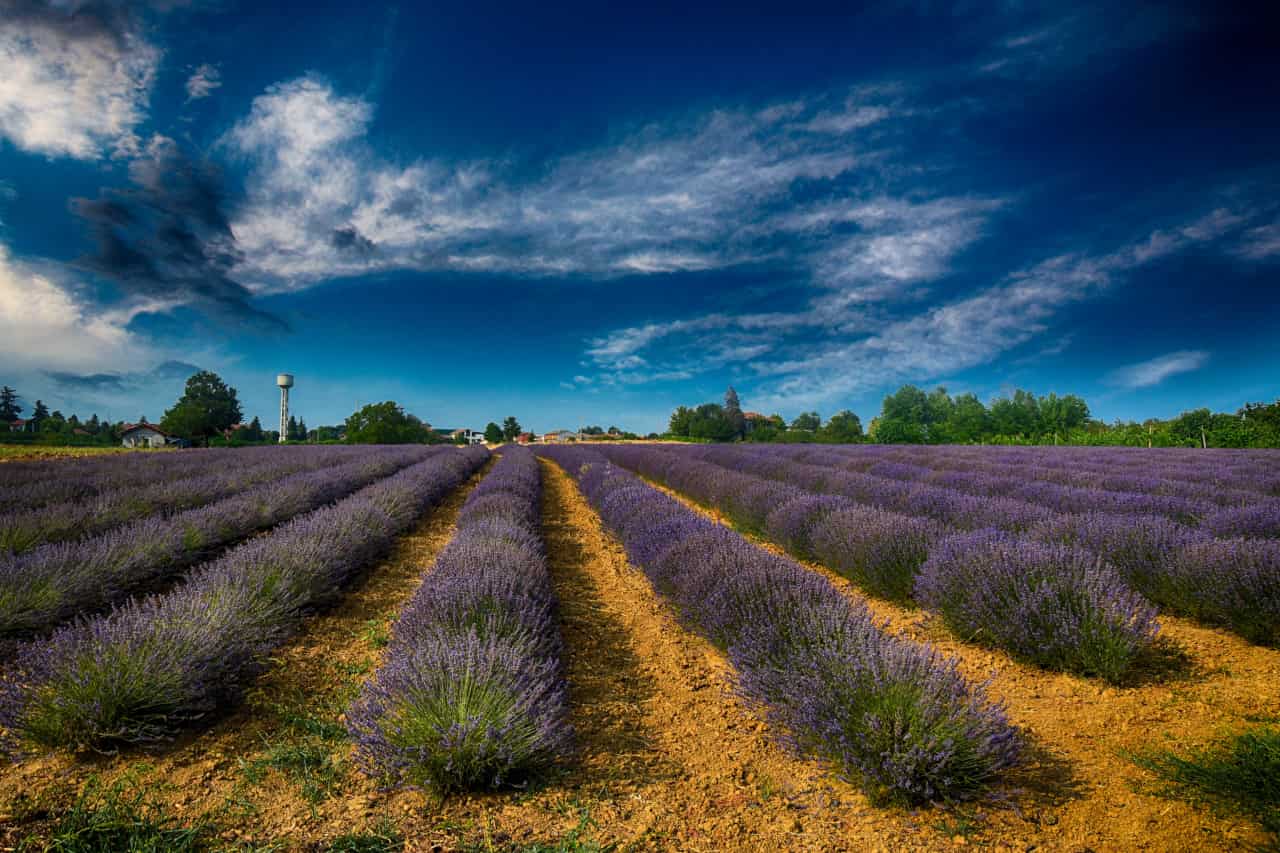 lavanda fiore italia