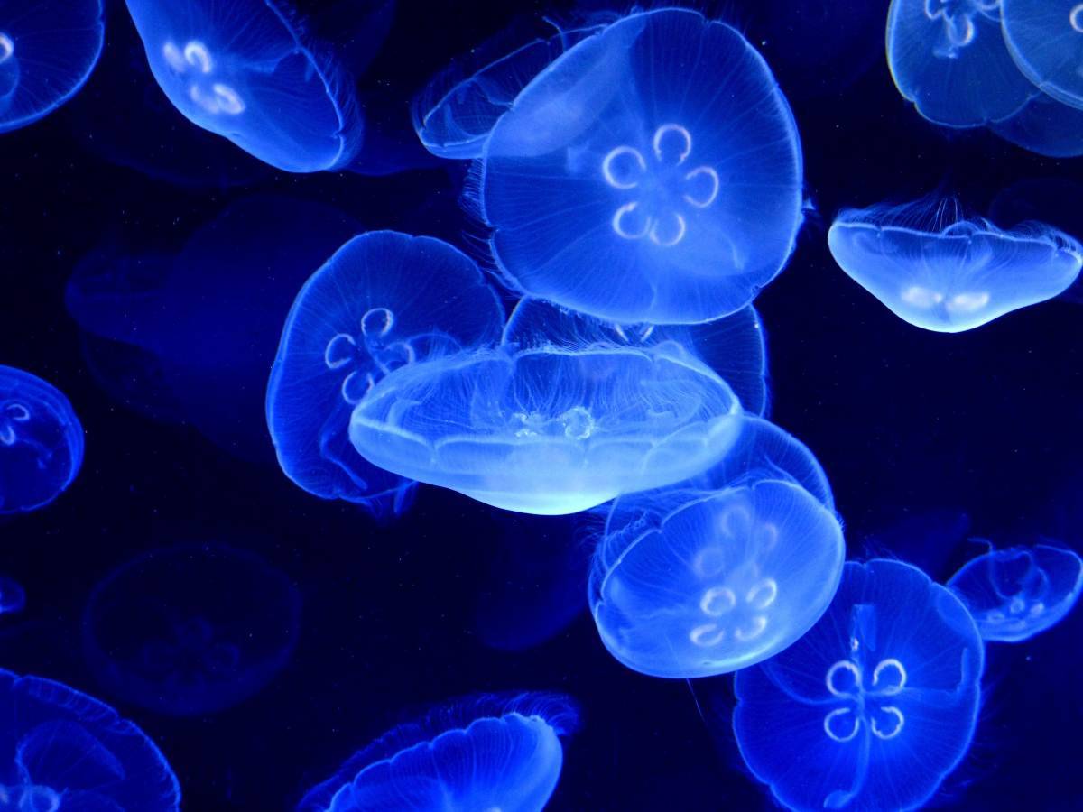 Le meduse del Mediterraneo