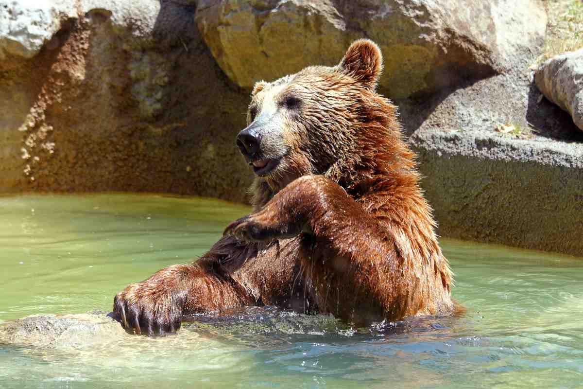 La famiglia di orsi si tuffa in piscina