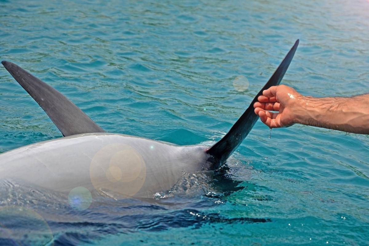 Delfini in fin di vita salvati