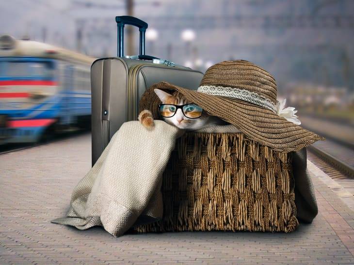 I gatti sul treno non pagano nulla gatti treno costo