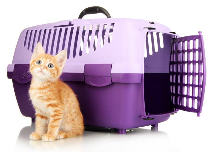 I gatti viaggiano sul treno nel trasportino gatti treno costo