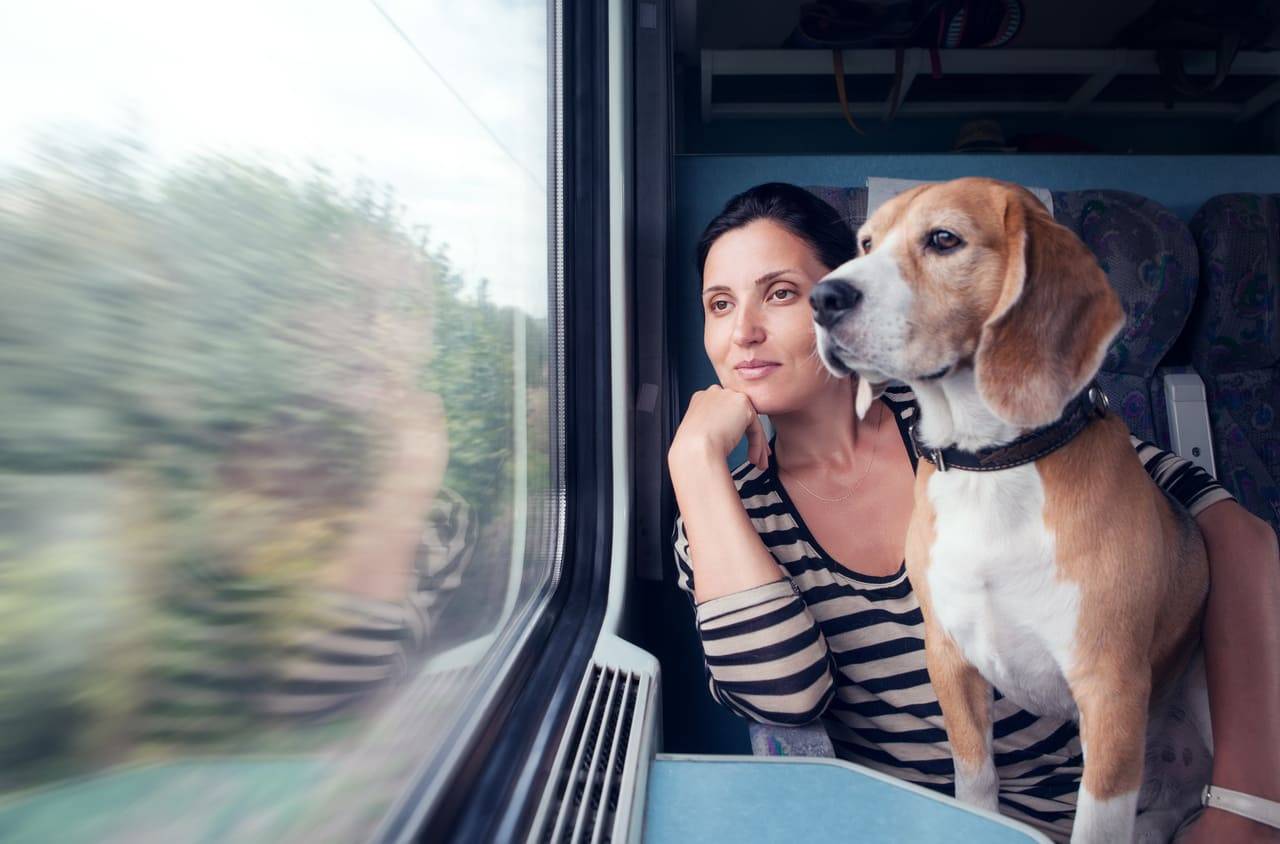 Viaggiare in treno con cani e gatti: come fare con Trenitalia e Italo cani in treno