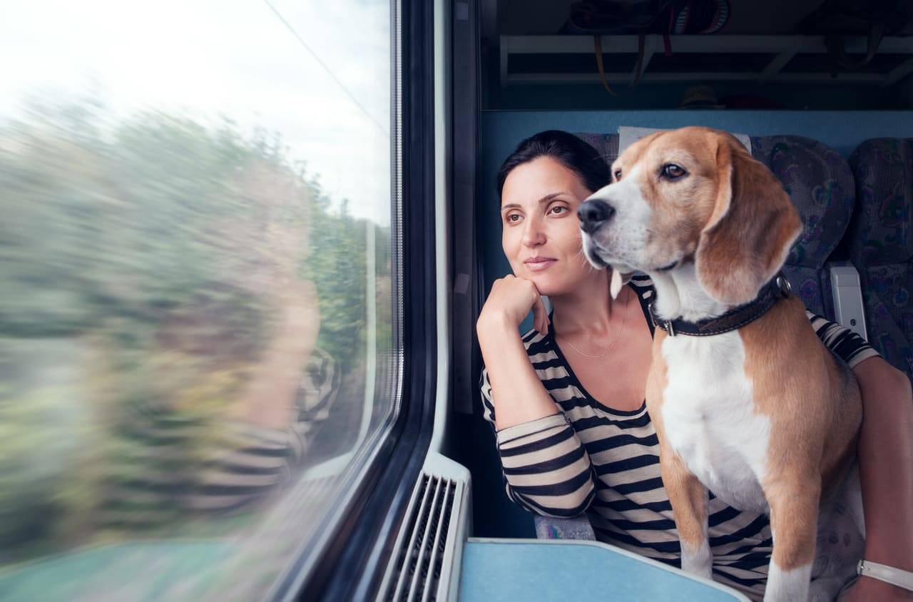 cani in treno