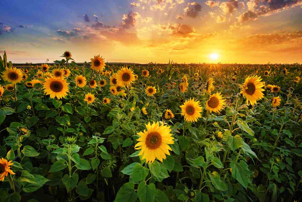 Campi di girasole in Italia