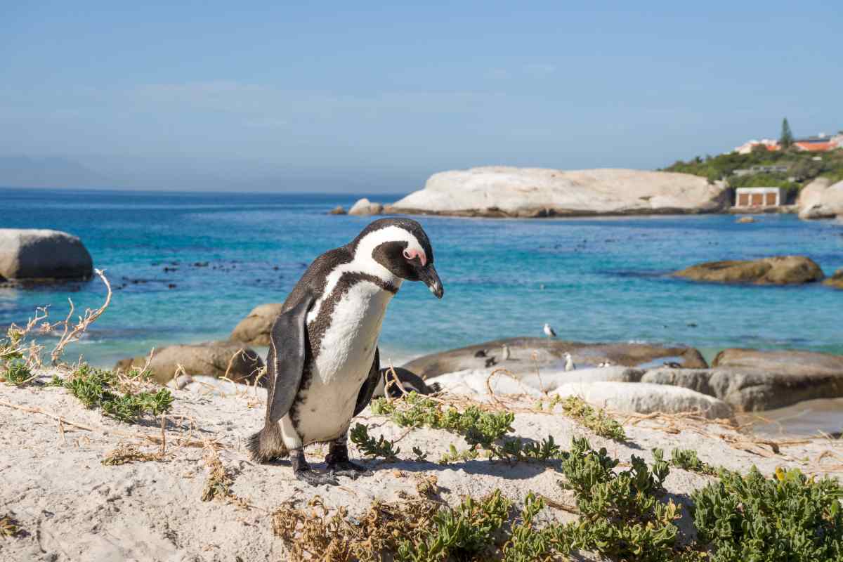 Una città interamente abitata da pinguini La città abitata dai pinguini