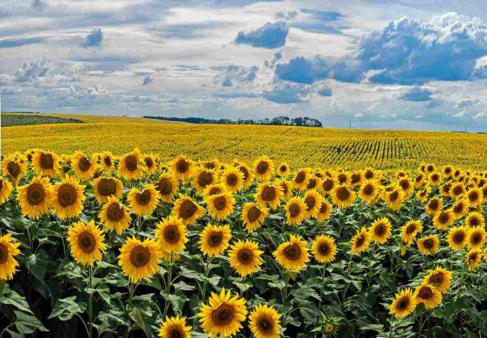 Girasoli in Italia