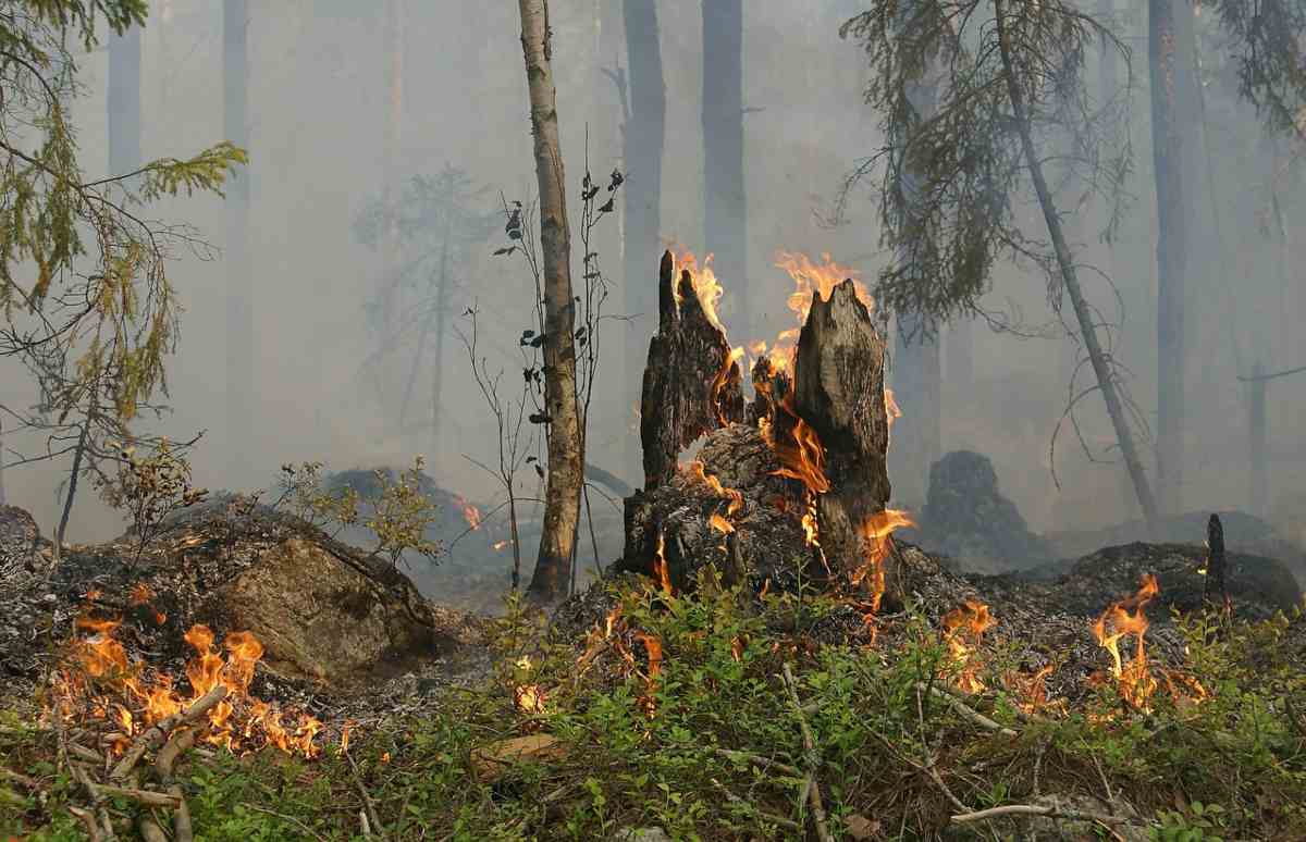 L'allarme WWF per gli incendi