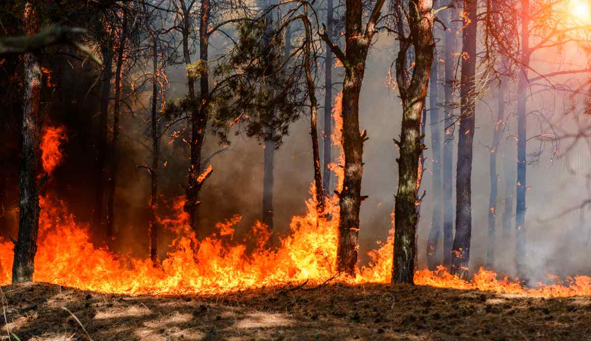 Allarme incendi in sardegna