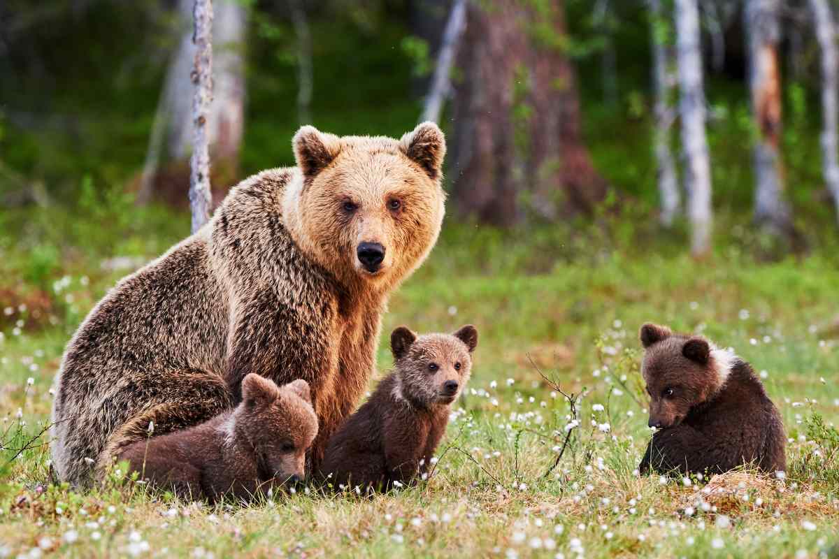 Come proteggere l'orso bruno marsicano con il WWF