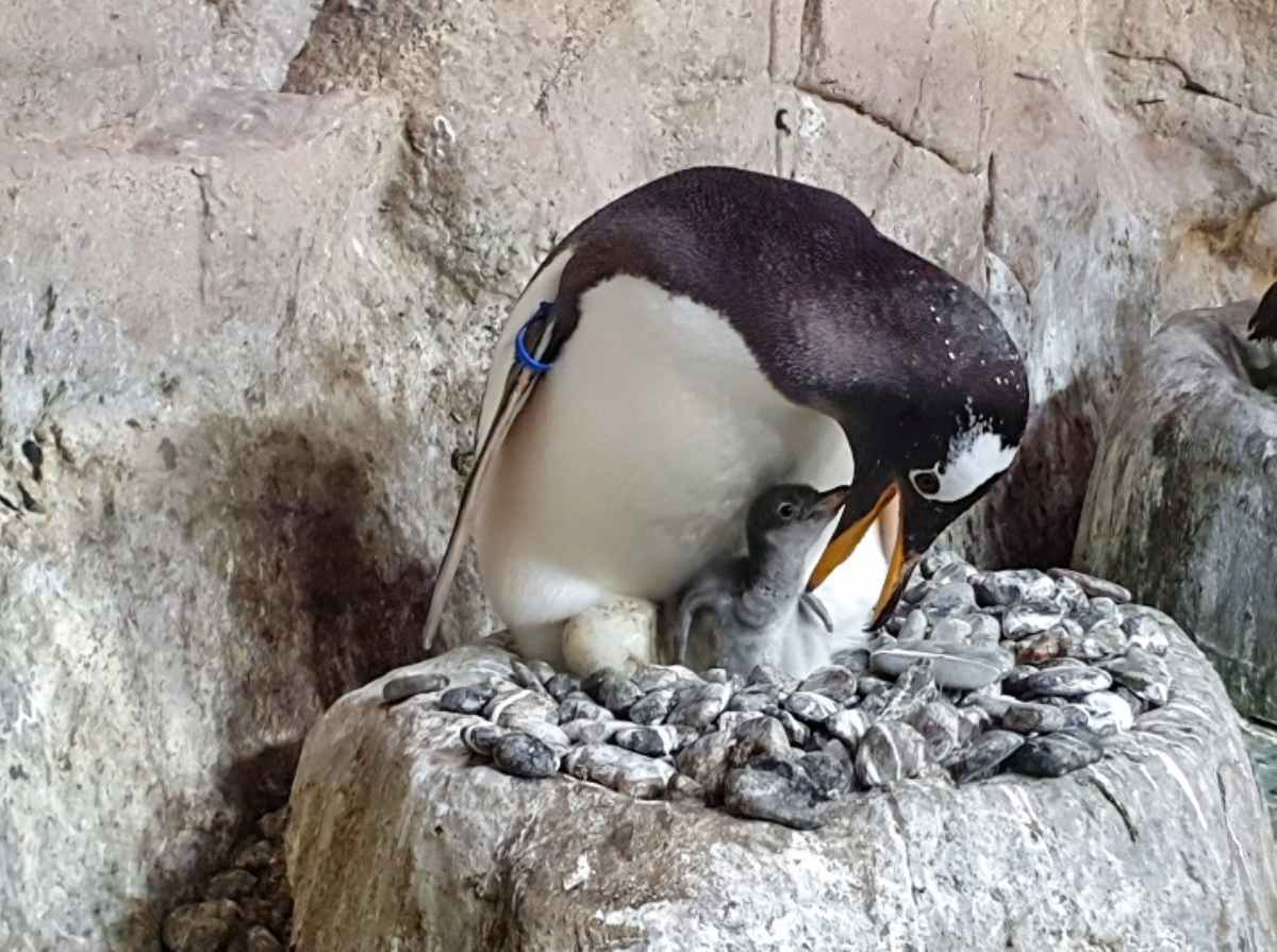 Nascono 4 pinguini all'Acquario di Genova