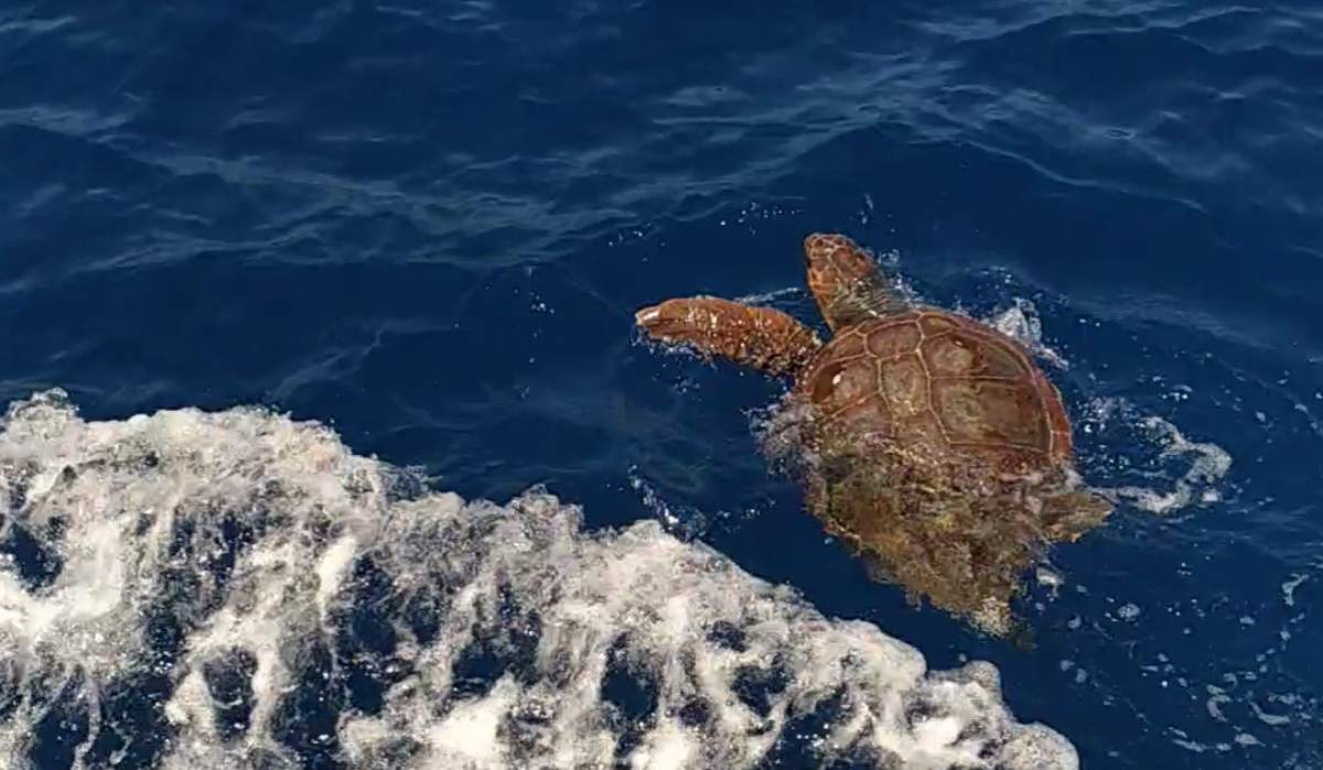 Tartaruga Caretta Caretta