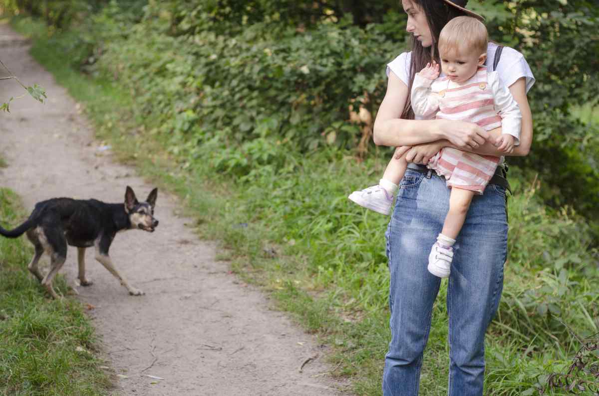 Come comportarsi davanti ai cani randagi