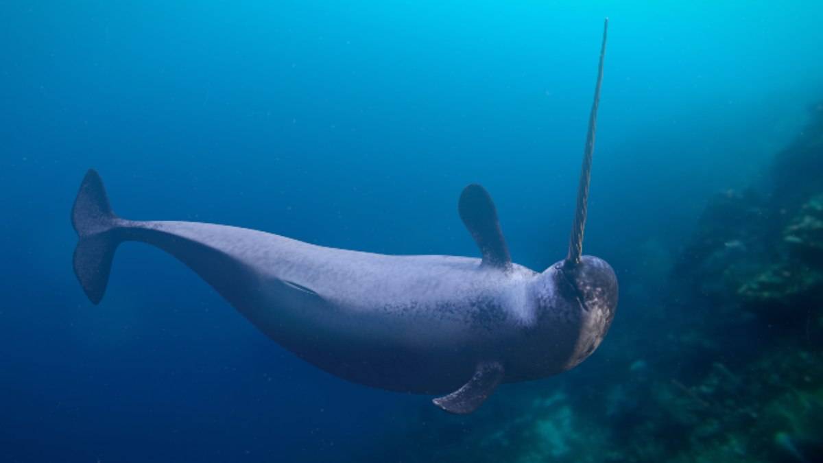 Narvalo, l'unicorno del mare