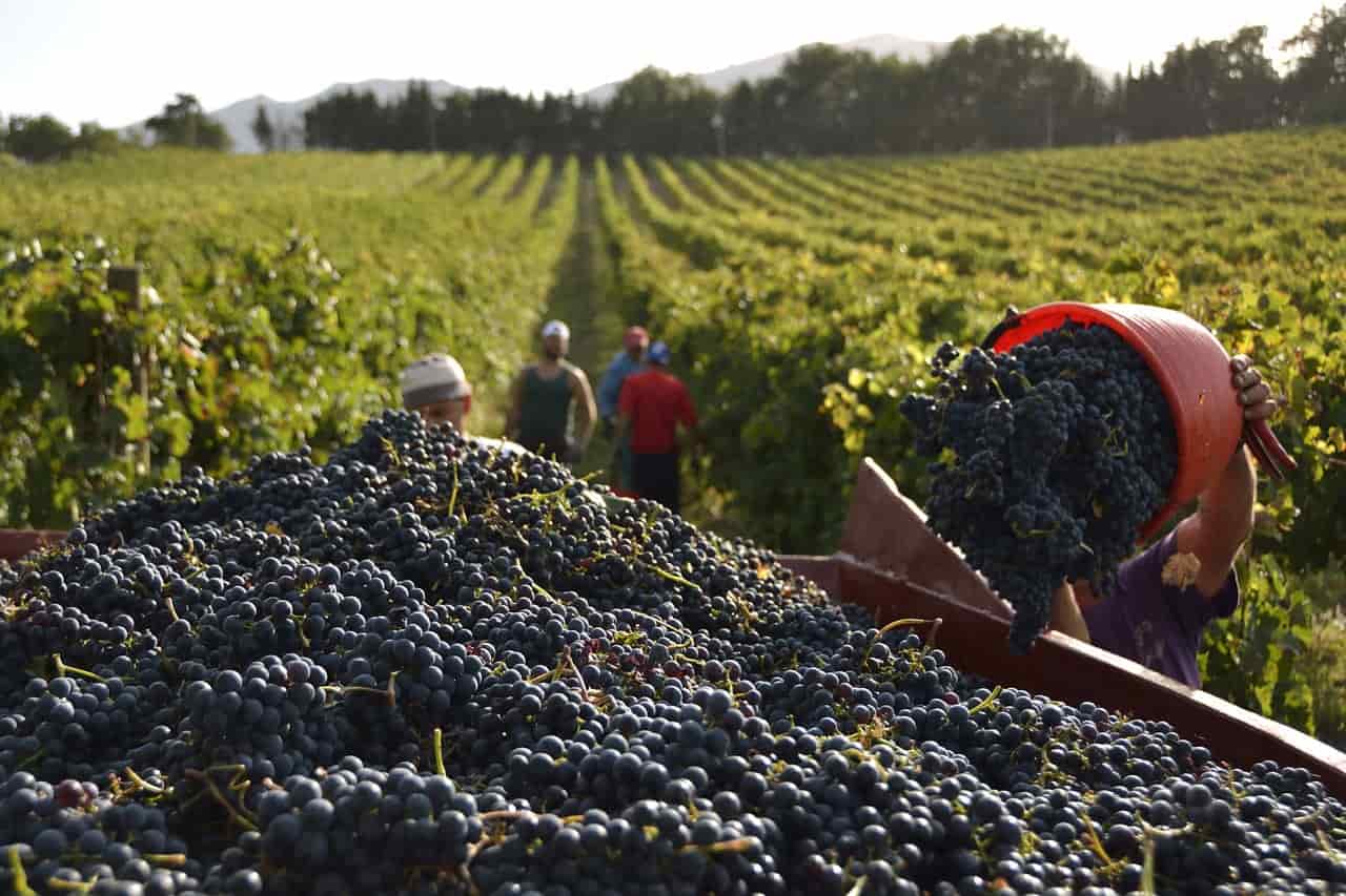 fare vendemmia in italia