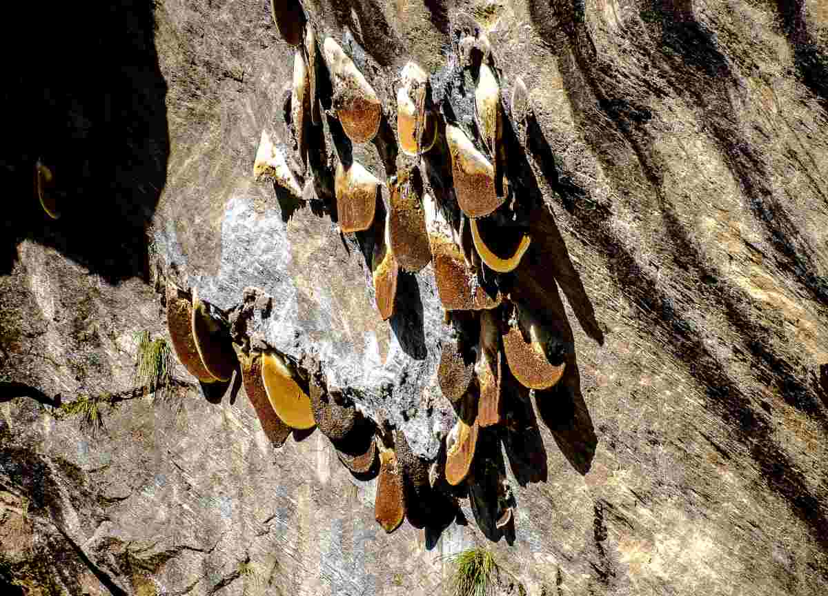 cacciatore di miele himalaya Raccoglitore di miele