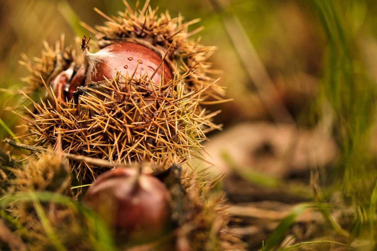 Come riconoscere le castagne Differenza tra castagno e ippocastano