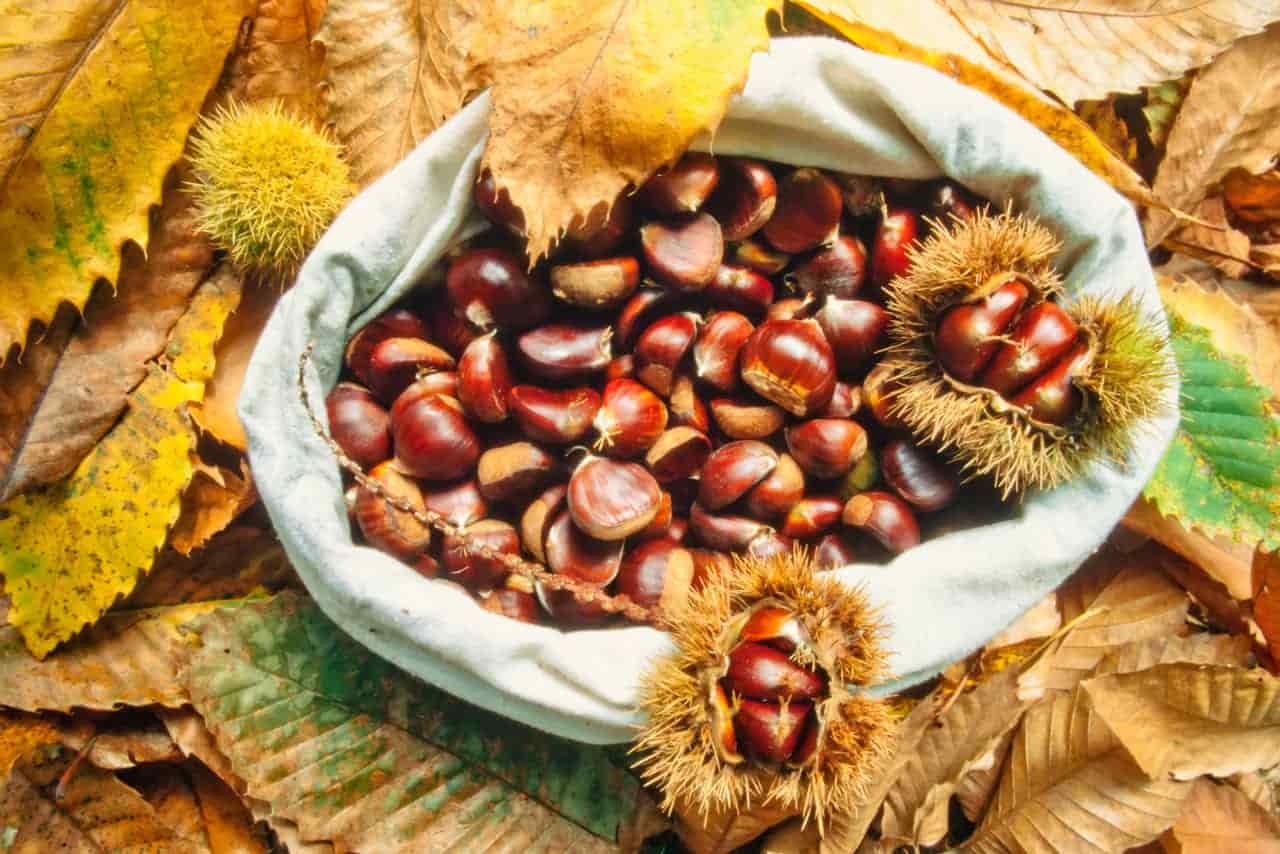 castagne milano dove