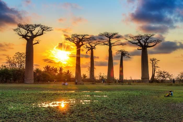 La via dei baobab in Madagascar