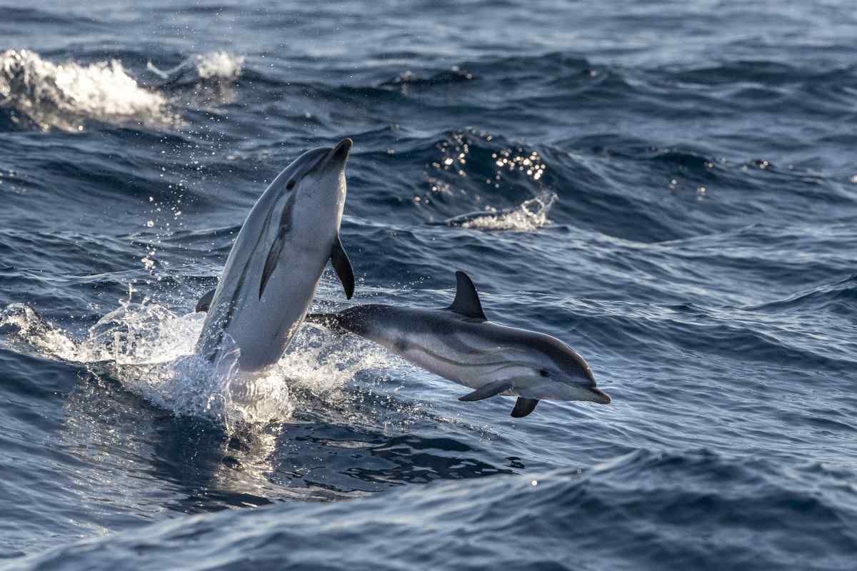 Quante specie di delfini ci sono?
