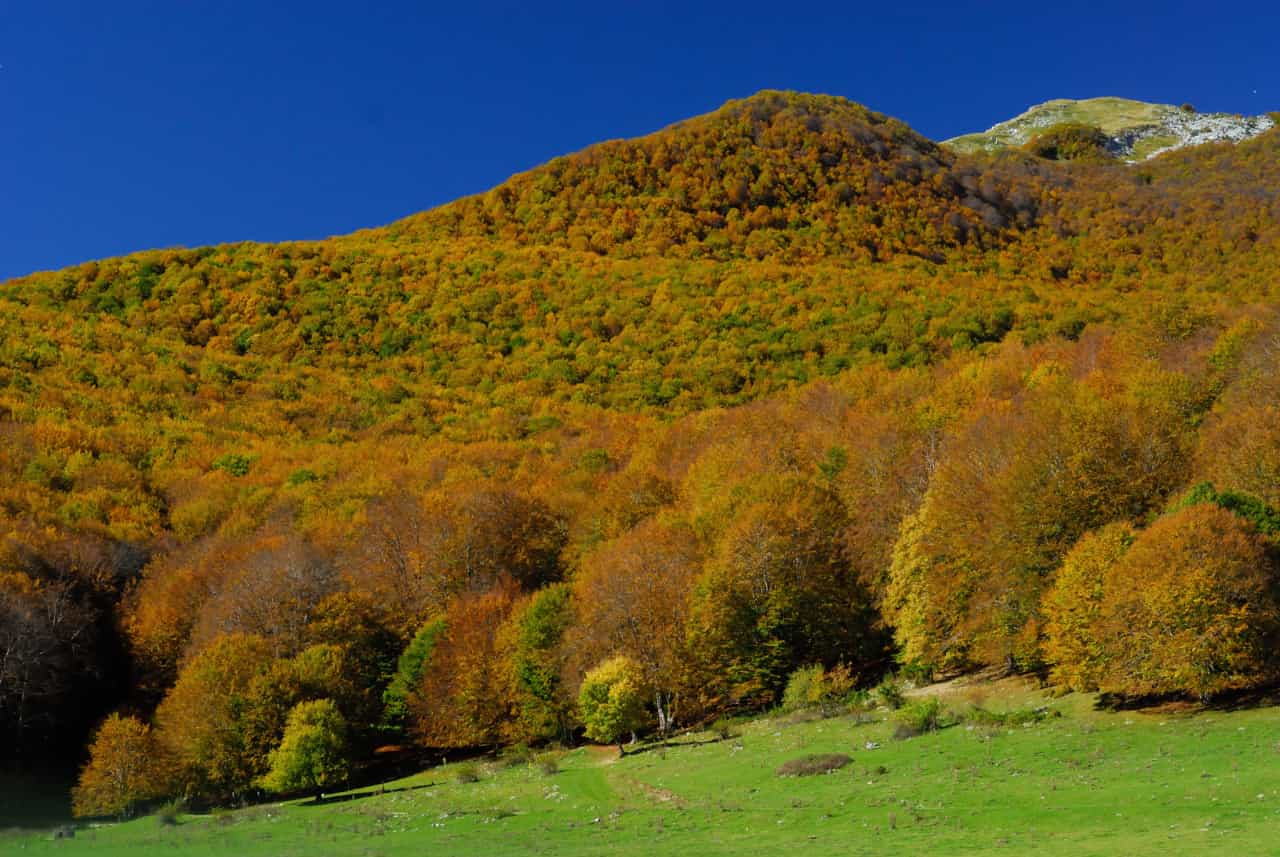 foliage molise