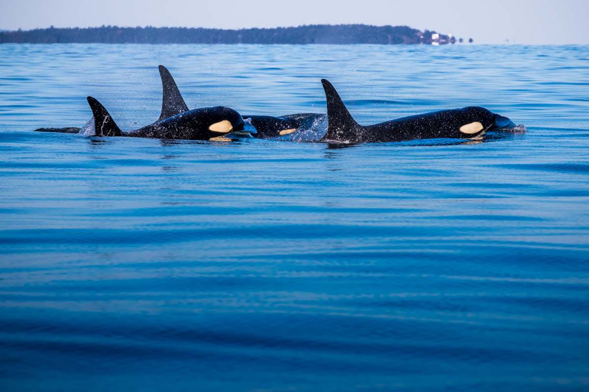 Dove vive l'orca?