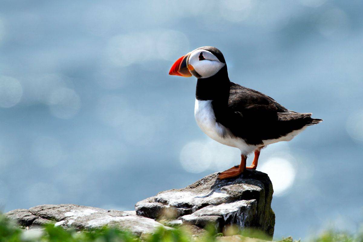 La pulcinella di mare si trova anche nel Mediterraneo Dove ammirare la pulcinella di mare