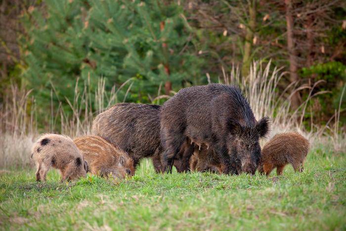 Cosa fare se incontri un cinghiale