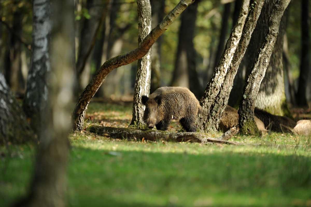 Come affrontare un cinghiale