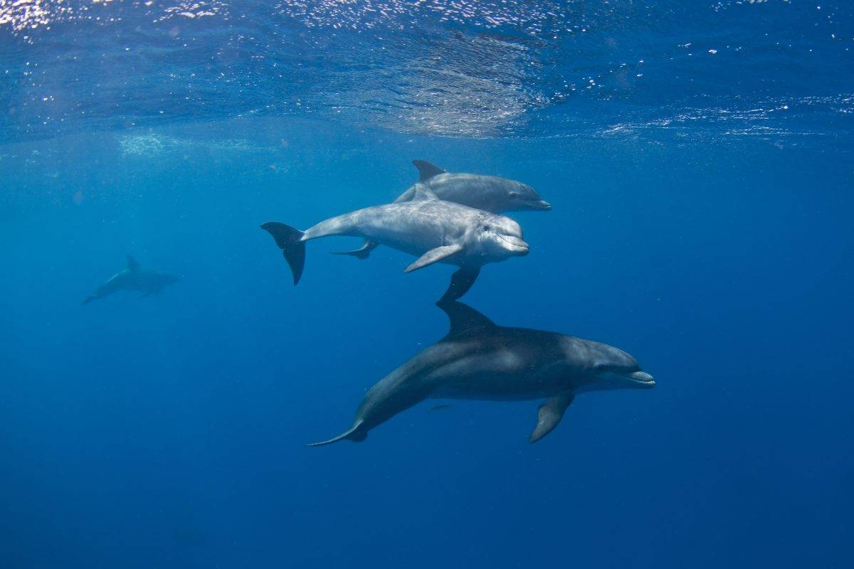 Perchè ogni tanto i delfini non si fanno vedere