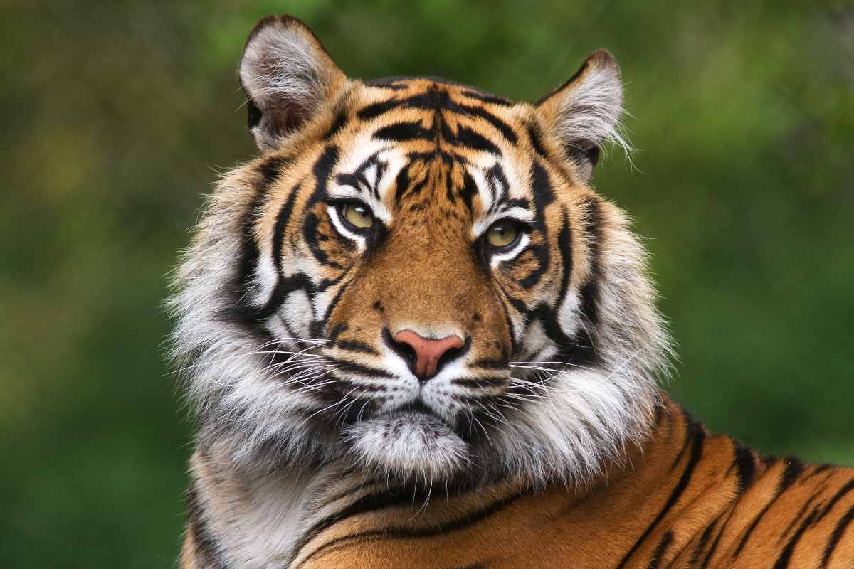 Perchè la tigre è arancione