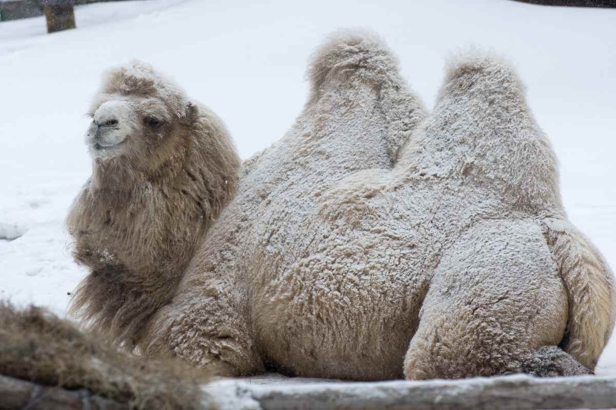 Ha nevicato in Arabia Saudita