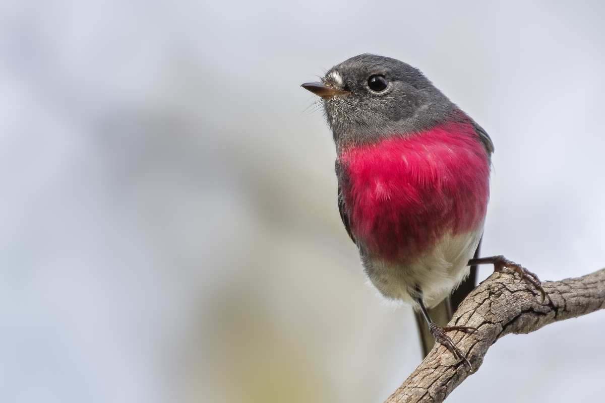 Pink Robin