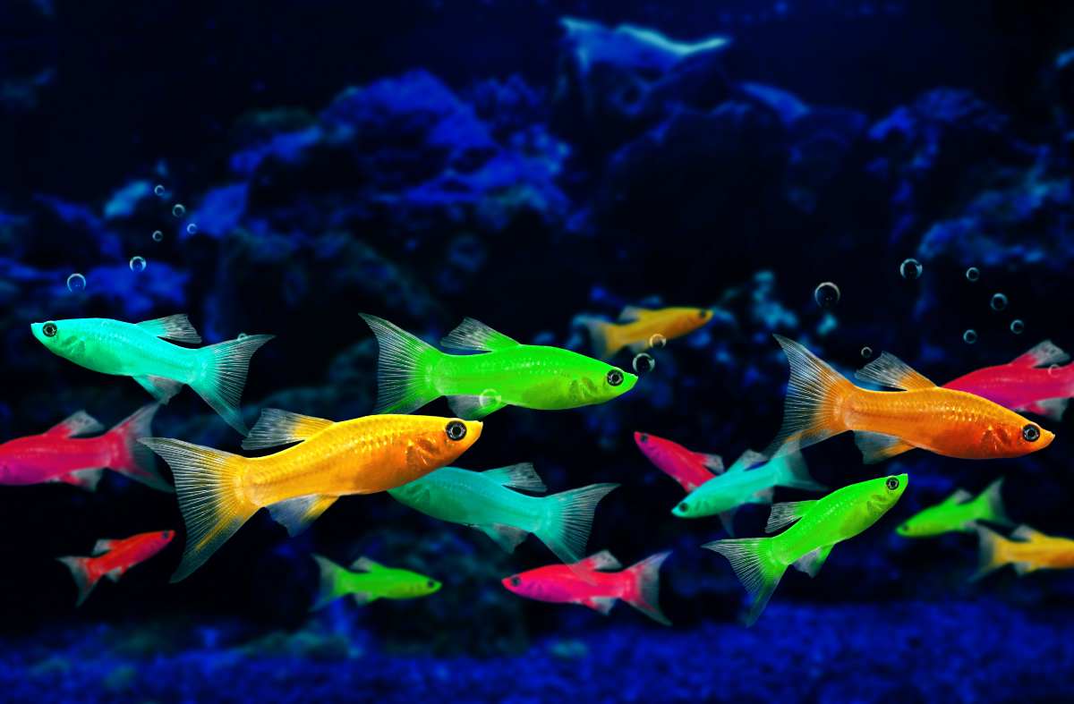 GloFish