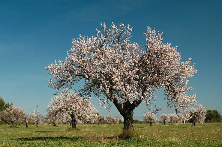 Dove trovare i mandorli in fiore