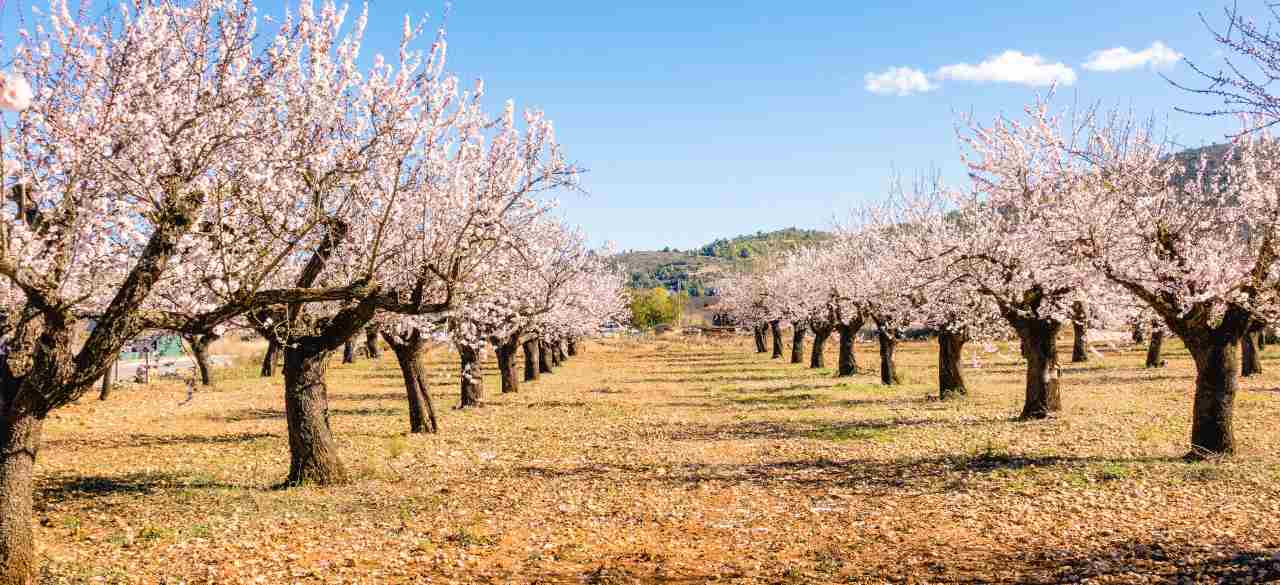 Dove trovare i mandorli in fiore