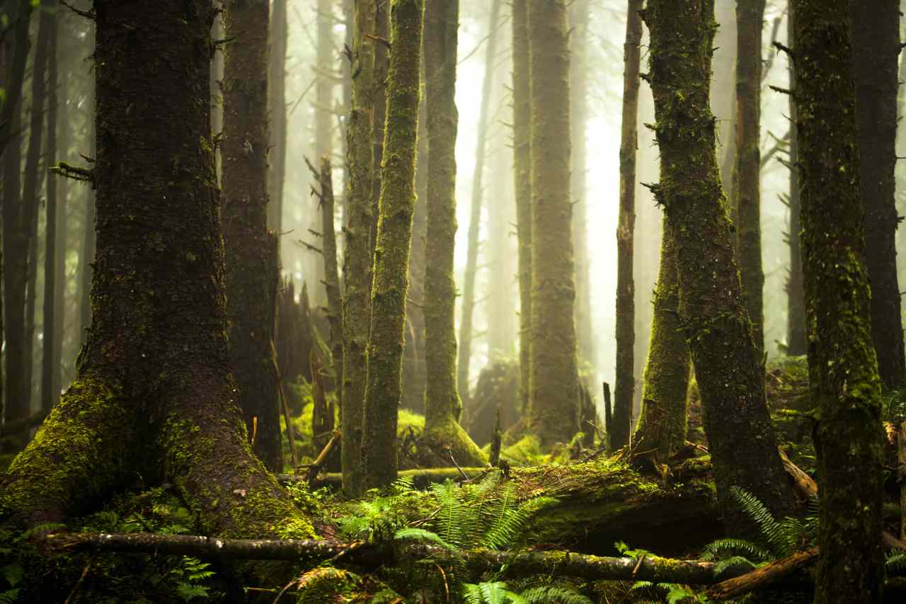 Il bagno nella foresta, come funziona la pratica giapponese