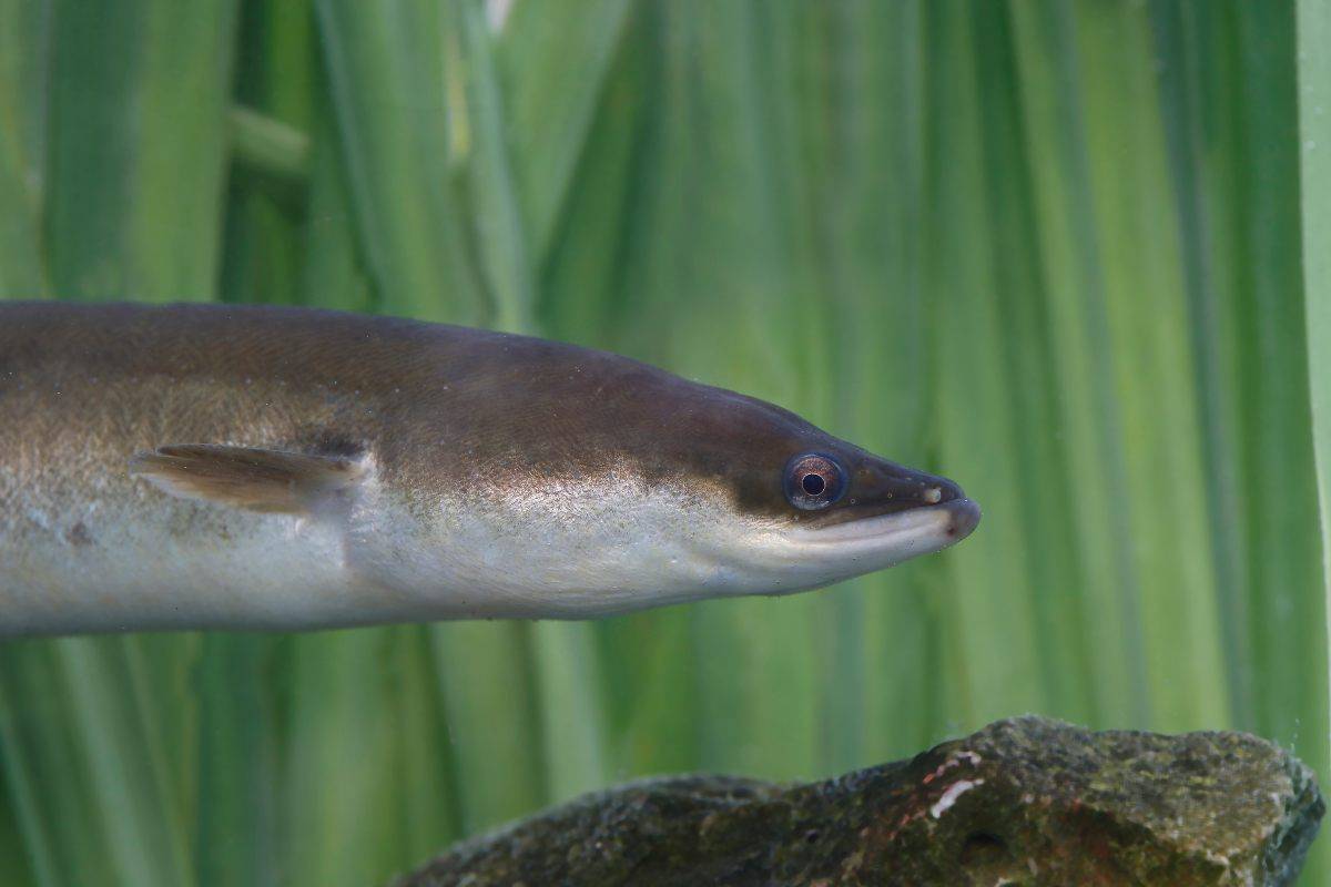 Le anguille sono a rischio estinzione