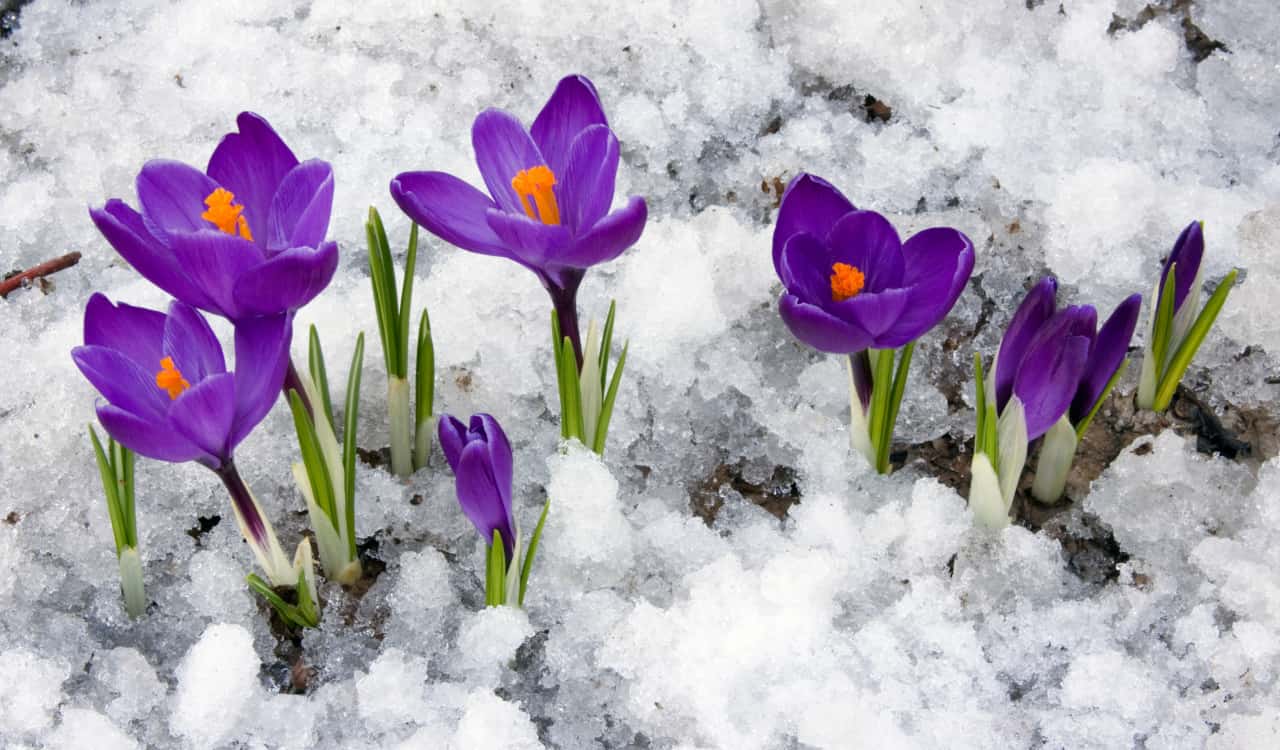 Primavera al freddo: scendono le temperature e torna la neve primavera freddo neve
